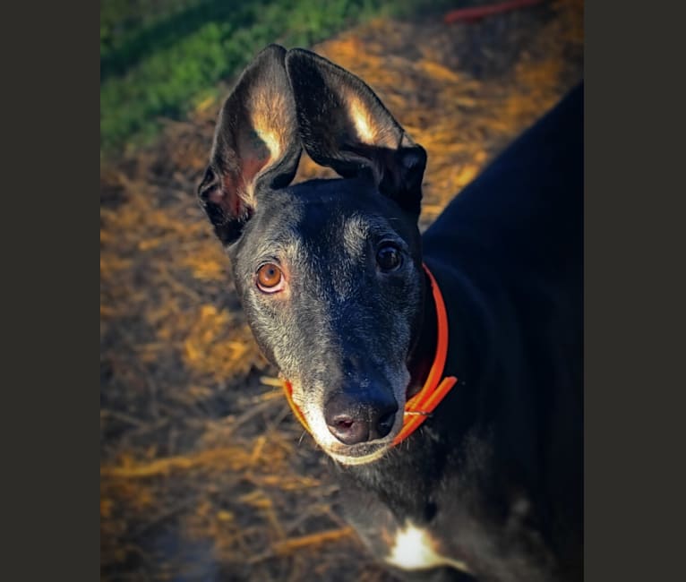 Photo of Drake, a Greyhound  in Kansas, USA