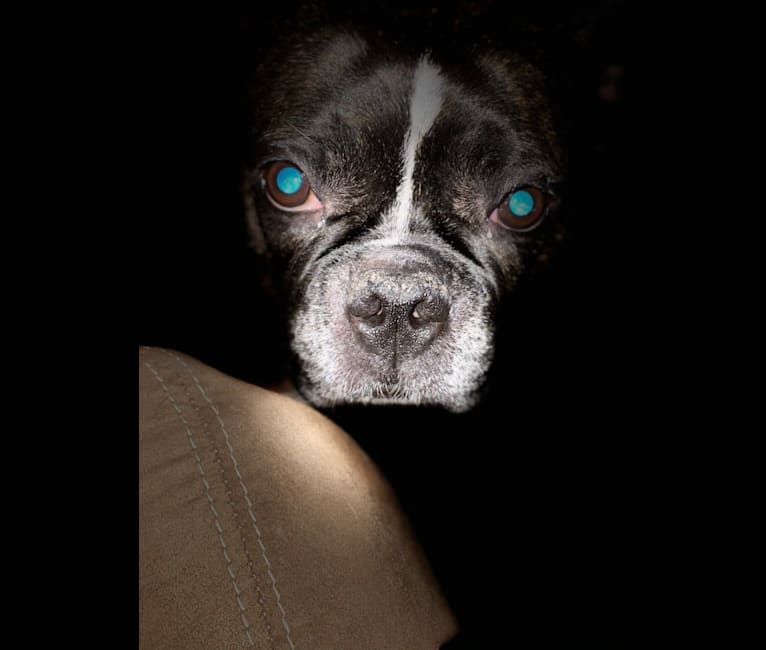 Photo of Pork Chop, a Boston Terrier  in Cherry Hill, New Jersey, USA