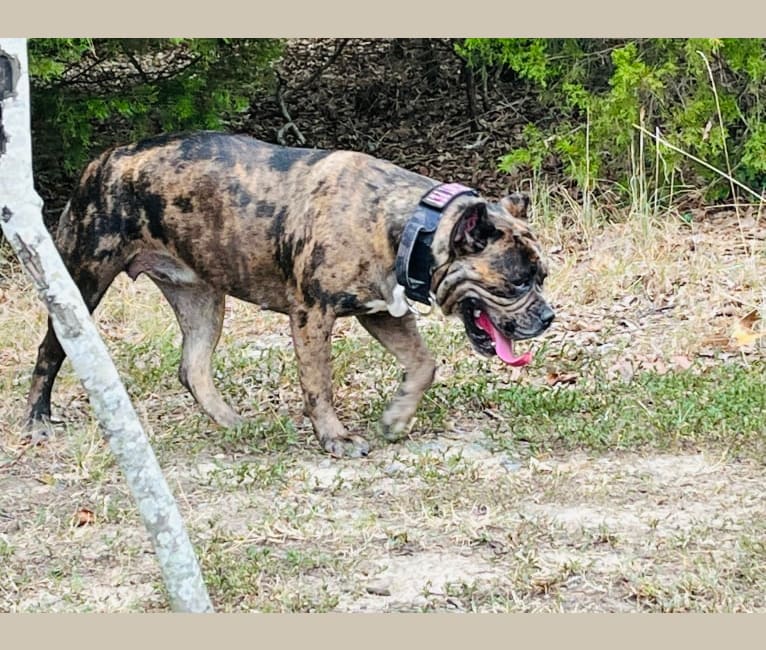 Oreo, a Bulldog and Boxer mix tested with EmbarkVet.com