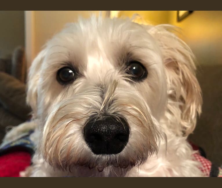 Archer, a Maltese and Dachshund mix tested with EmbarkVet.com