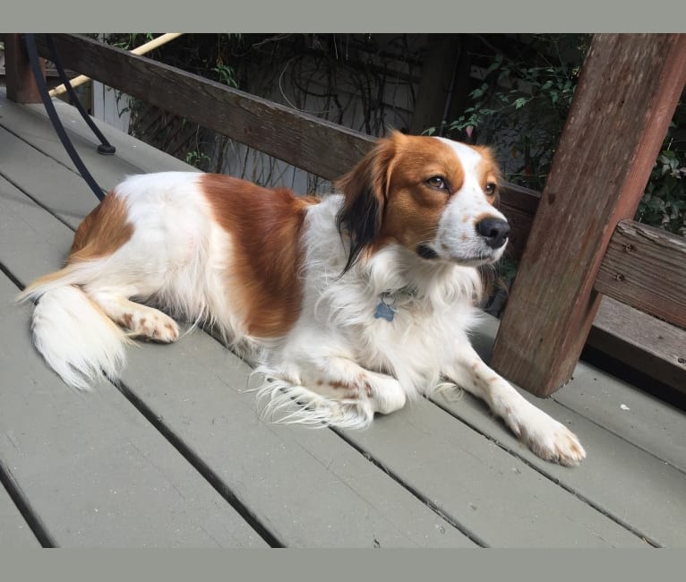 Luke, a Nederlandse Kooikerhondje tested with EmbarkVet.com