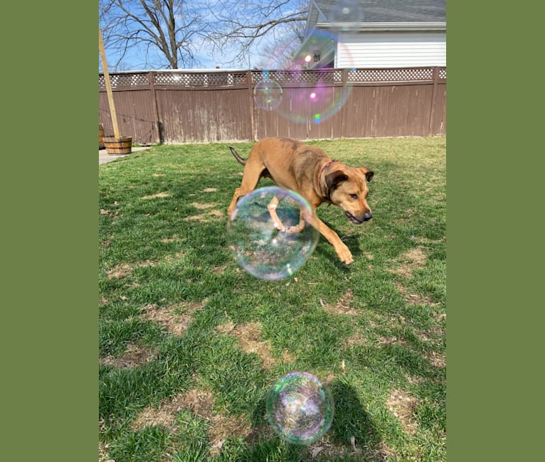 Walker, an American Pit Bull Terrier and Rottweiler mix tested with EmbarkVet.com