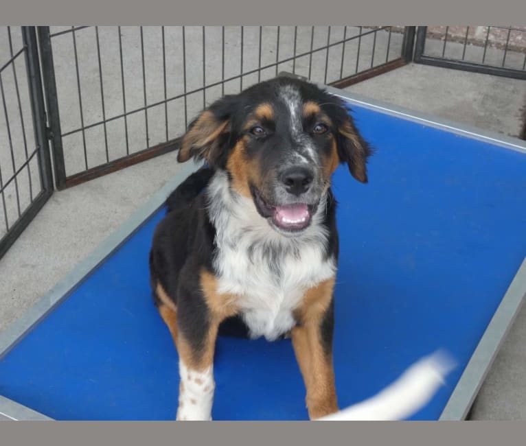 Marion Ravenwoof, an Australian Cattle Dog and American Pit Bull Terrier mix tested with EmbarkVet.com
