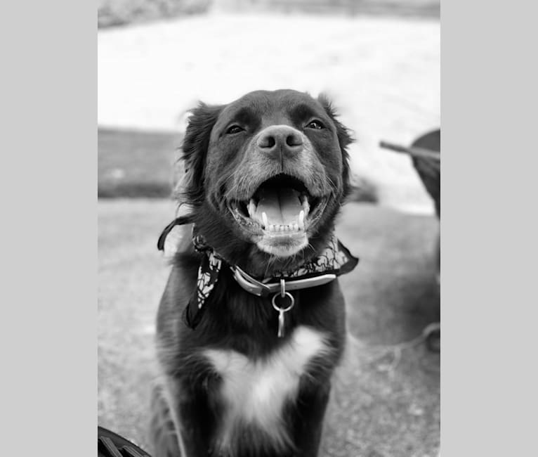 Photo of Ellie, an American Pit Bull Terrier, Golden Retriever, Labrador Retriever, and Boxer mix in Pregnant Dog Rescue, Covington Road, Griffin, GA, USA
