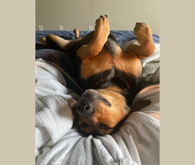 Photo of Bugsy, an Australian Cattle Dog and Black and Tan Coonhound mix in Philadelphia, Pennsylvania, USA