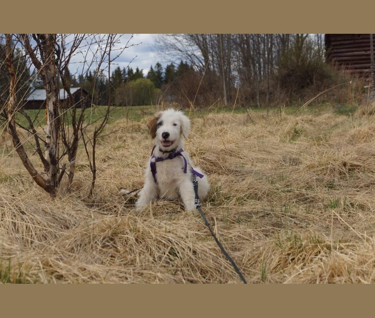 Photo of Eno, an Eastern European Village Dog and Kuvasz mix in Cluj-Napoca, Cluj, Rumänien