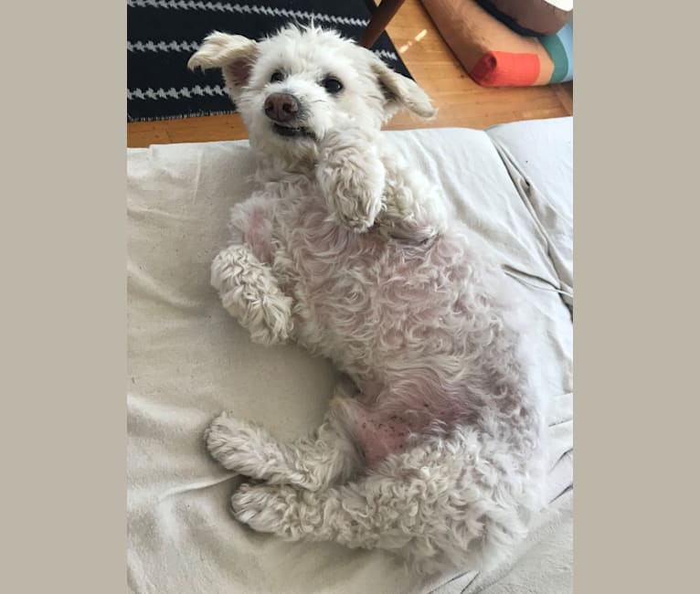 Photo of Bobby McGee, a Poodle (Small), Cocker Spaniel, and Mixed mix in SF, California, USA