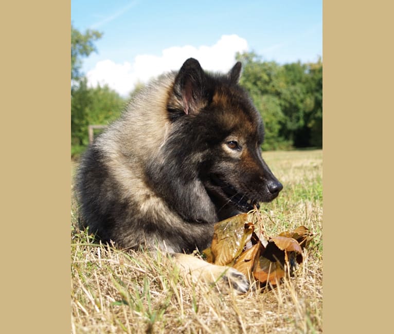 Daisy, an Eurasier tested with EmbarkVet.com