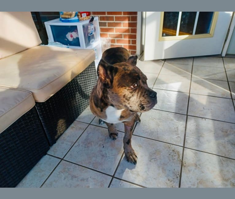 Photo of Oreo, a Bulldog, Boxer, French Bulldog, American Staffordshire Terrier, and Mixed mix in Compton, CA, USA