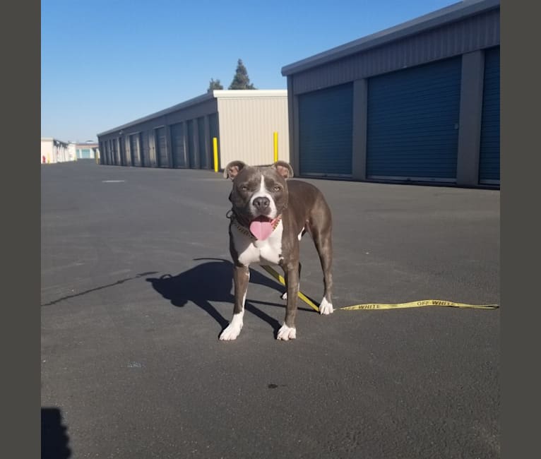 MaSiWei, an American Bully tested with EmbarkVet.com