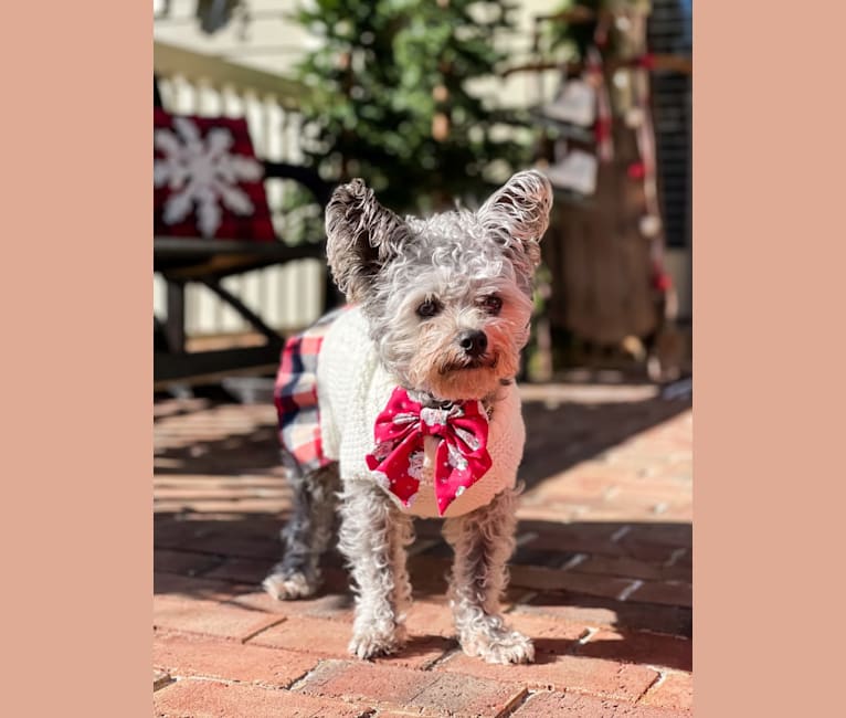 Photo of Piper Rose, a Chihuahua, Poodle (Small), Pomeranian, and Mixed mix in Acworth, Georgia, USA