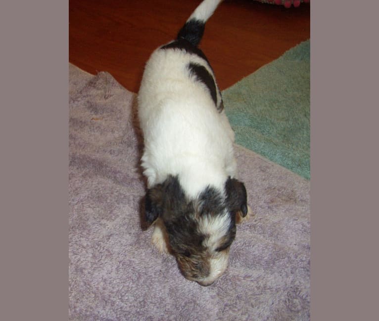 Paumalu Stretchy Stretch, a Wire Fox Terrier tested with EmbarkVet.com