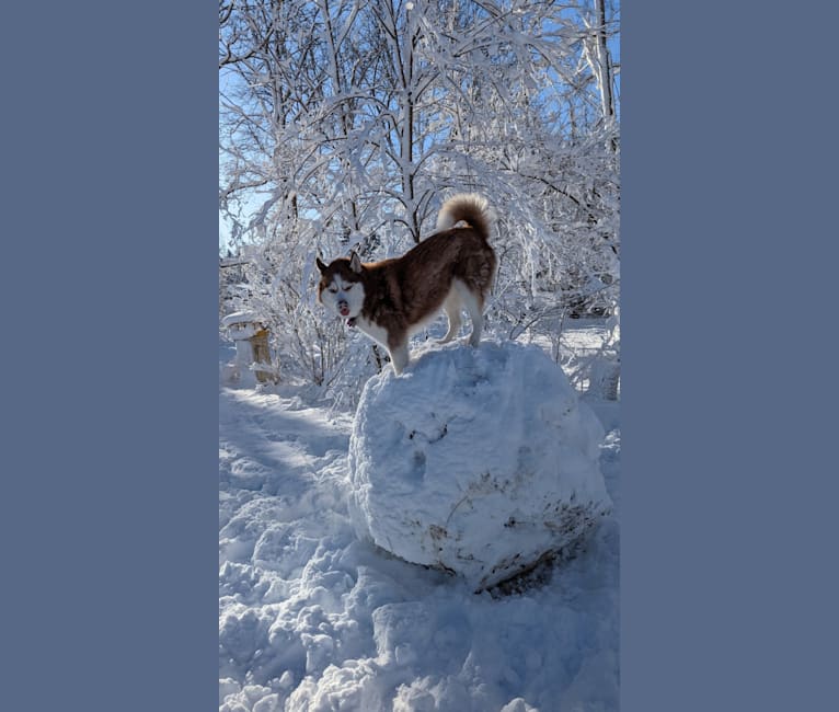 Runa, a Siberian Husky tested with EmbarkVet.com