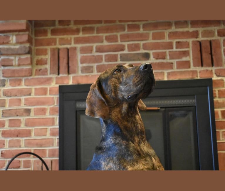 Huck, a Treeing Walker Coonhound and Labrador Retriever mix tested with EmbarkVet.com
