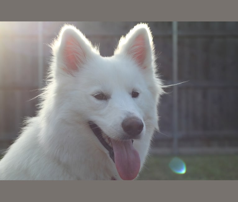 Ivy, a Siberian Husky and German Shepherd Dog mix tested with EmbarkVet.com