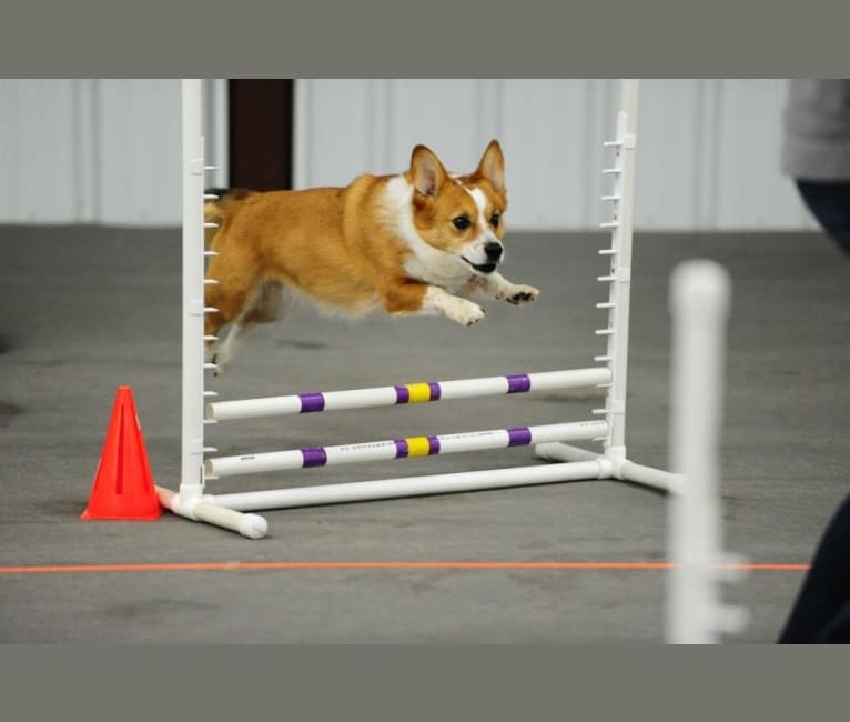 Wizard, a Pembroke Welsh Corgi and Border Collie mix tested with EmbarkVet.com