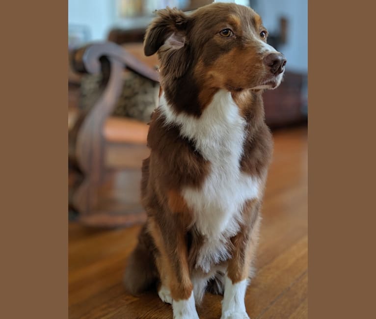 Bruce, an Australian Shepherd Group tested with EmbarkVet.com