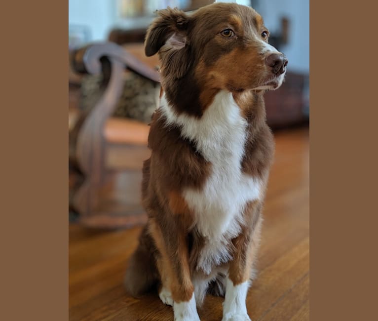 Bruce, an Australian Shepherd tested with EmbarkVet.com