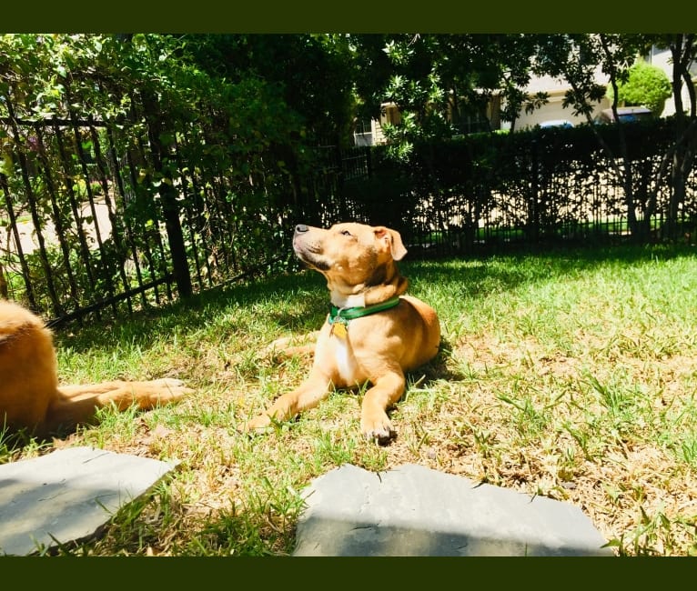 Everest, an American Pit Bull Terrier and Chow Chow mix tested with EmbarkVet.com