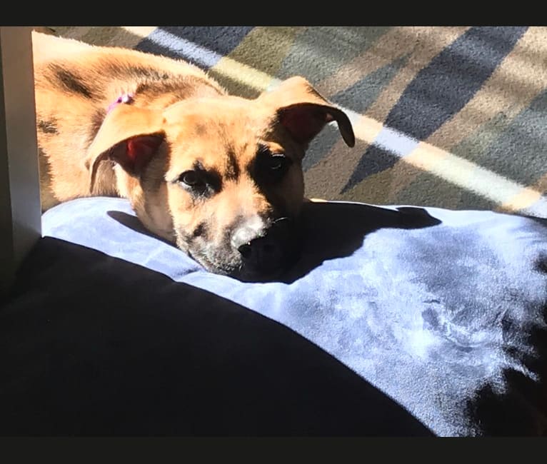 Nova, an American Pit Bull Terrier and German Shepherd Dog mix tested with EmbarkVet.com