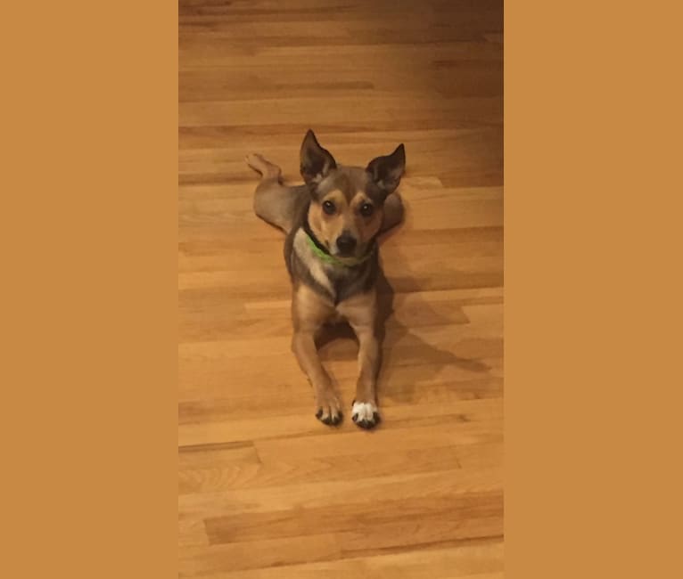 Naomi, a Pomeranian and Rat Terrier mix tested with EmbarkVet.com