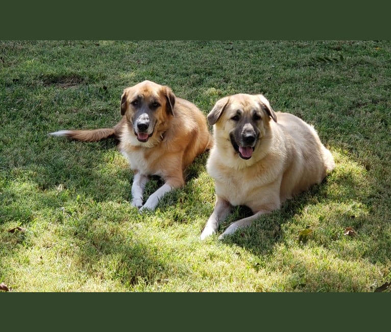 Dew, a Great Pyrenees and Rottweiler mix tested with EmbarkVet.com