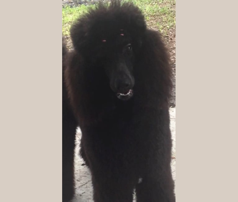 Photo of Tempi, a Poodle (Standard)  in Kentucky, USA