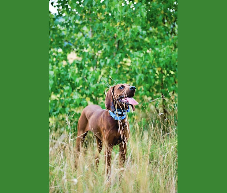 Piper, a Redbone Coonhound tested with EmbarkVet.com