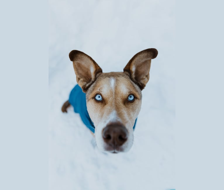 Embark Dog DNA Test Breed