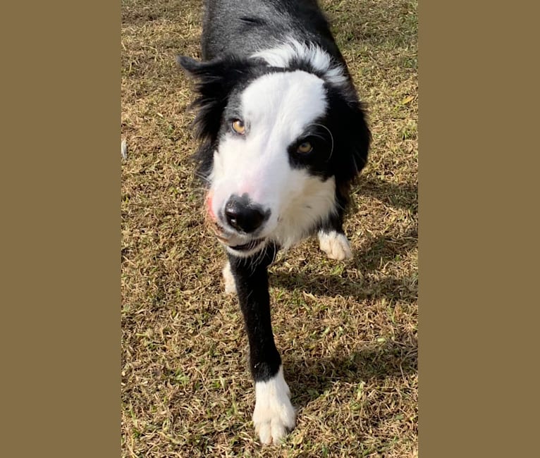 Photo of Bryn, a Border Collie  in Unknown, California, USA