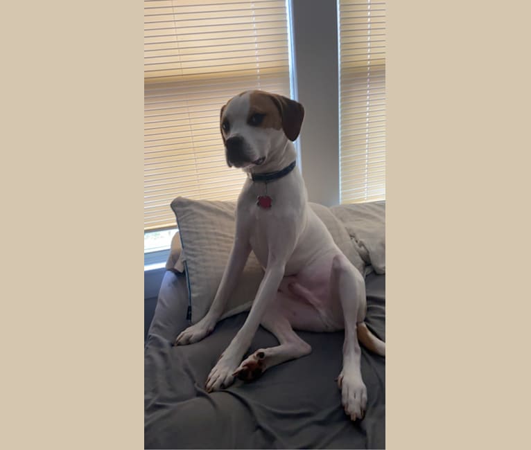 Embark Dog DNA Test Breed