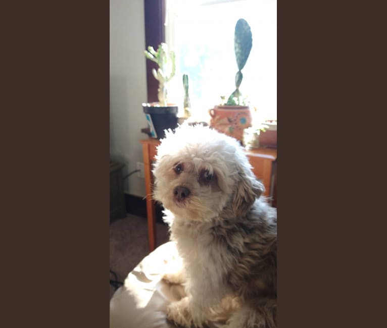 Cleo, a Poodle (Small) and Chihuahua mix tested with EmbarkVet.com
