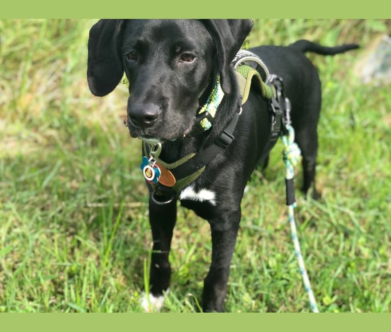 Huck, a German Shorthaired Pointer and Golden Retriever mix tested with EmbarkVet.com
