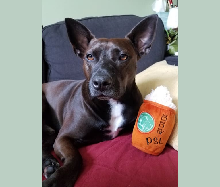 Bull terrier cheap and chihuahua mix