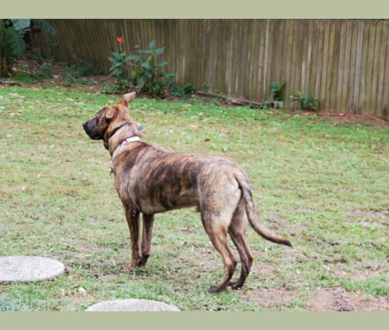 Photo of YOGI, a German Shepherd Dog, American Pit Bull Terrier, and Labrador Retriever mix in Summerville, South Carolina, USA