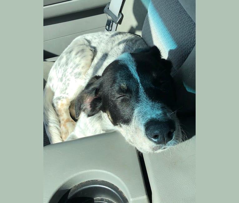 Ridge, a Border Collie and Australian Cattle Dog mix tested with EmbarkVet.com