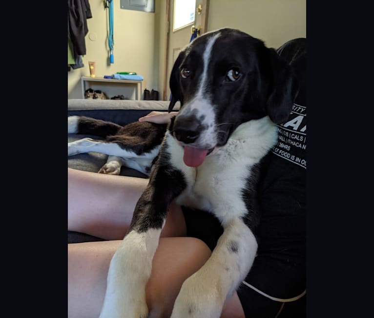 Border collie sale foxhound mix