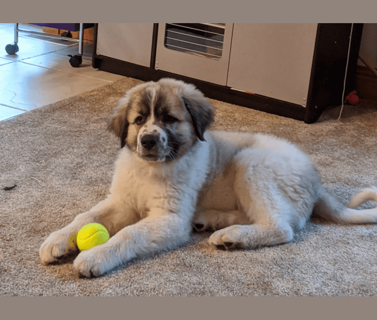 Waffles, a Great Pyrenees tested with EmbarkVet.com