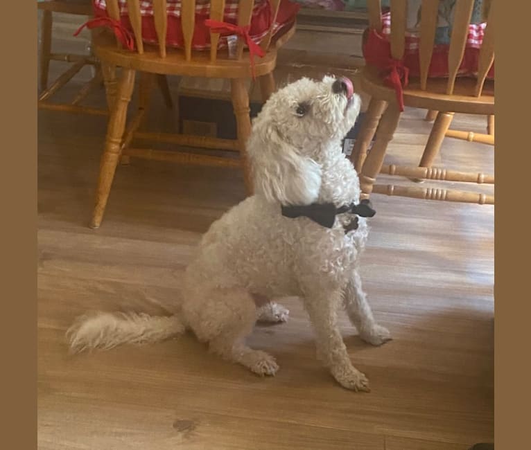 Pax, a Poodle (Small) and Cocker Spaniel mix tested with EmbarkVet.com