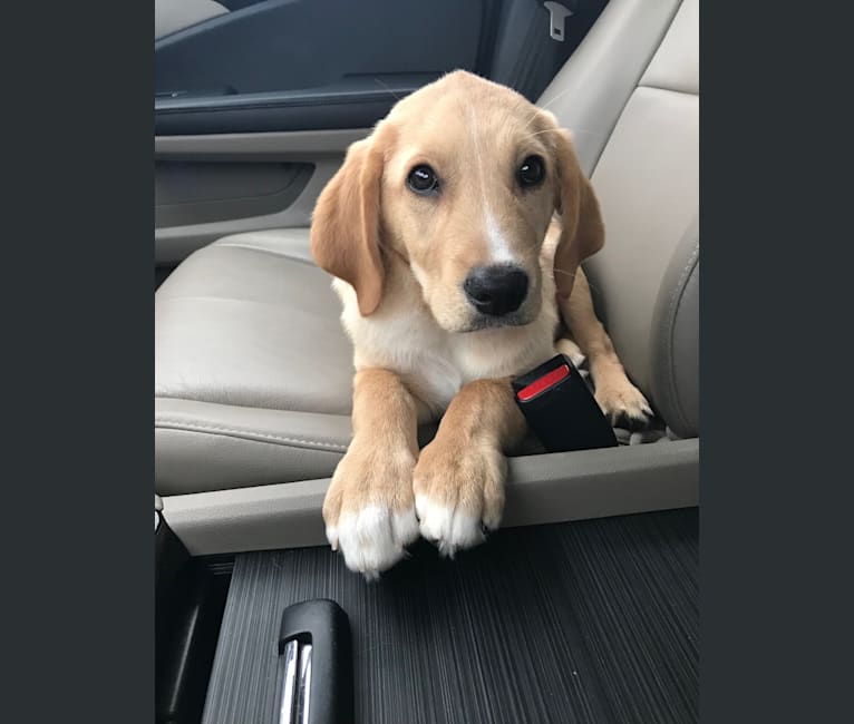 Marty Crenshaw, a Treeing Walker Coonhound and Golden Retriever mix tested with EmbarkVet.com