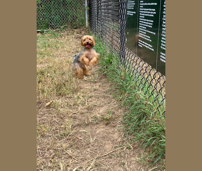 Mellona Fendi Dior, a Yorkshire Terrier tested with EmbarkVet.com