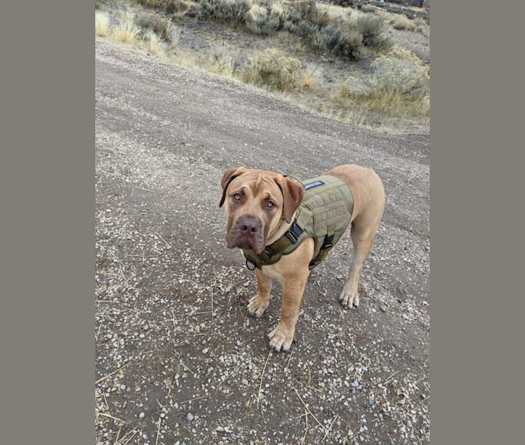 Titan, a Boerboel tested with EmbarkVet.com