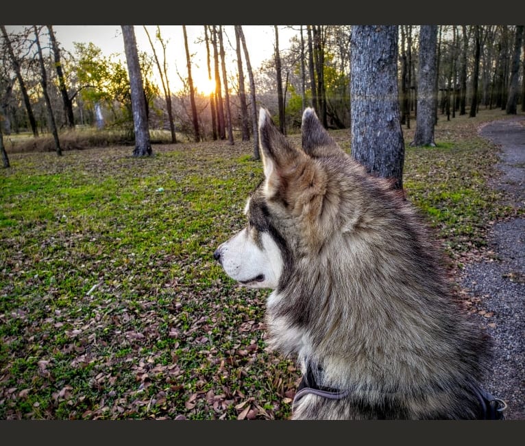 Bodhi, a Siberian Husky and Alaskan Malamute mix tested with EmbarkVet.com