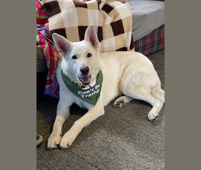 Apollo, a German Shepherd Dog and Maremma Sheepdog mix tested with EmbarkVet.com