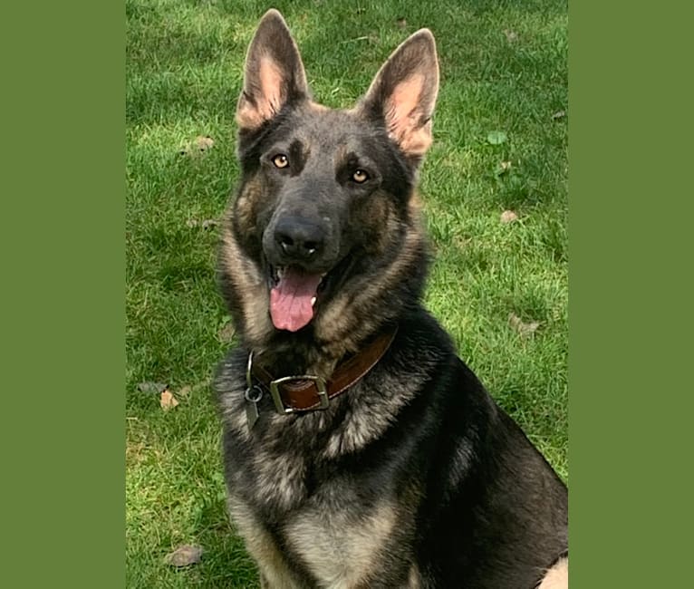 Brutus (Brudy), a German Shepherd Dog tested with EmbarkVet.com