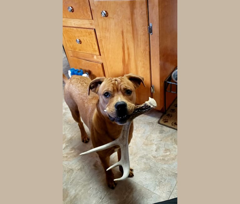 Ollie, an American Bulldog and Chow Chow mix tested with EmbarkVet.com