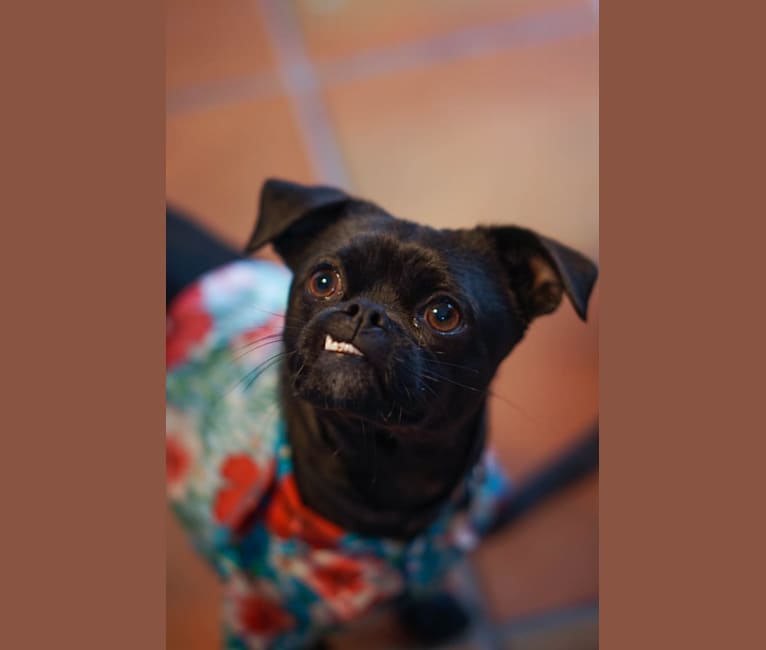 Japanese chin chihuahua mix sale