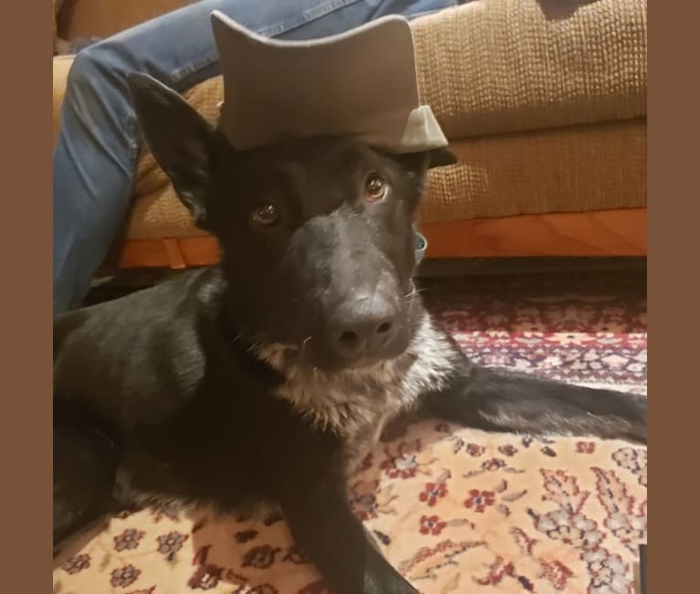 Embark Dog Dna Test Breed