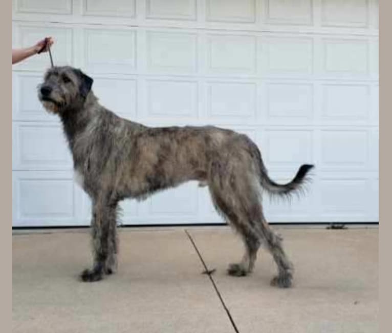 Mojo, an Irish Wolfhound tested with EmbarkVet.com