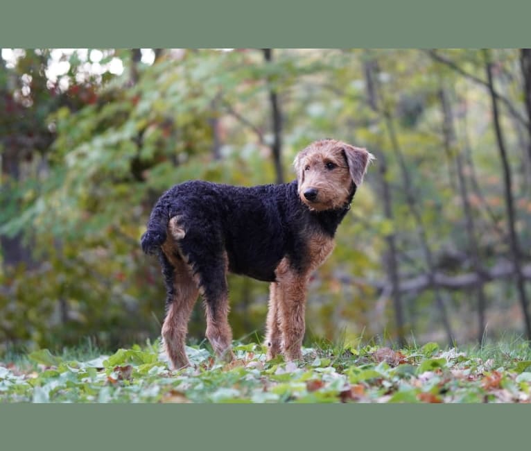 Louie, an Airedale Terrier tested with EmbarkVet.com